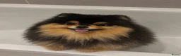 Pomeranian dogs for sale: Gorgeous Pomeranian Puppys for sale  - Advert 12