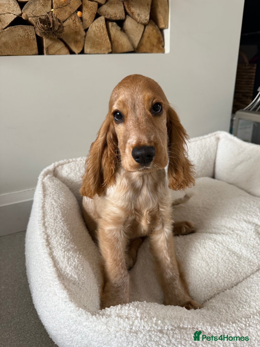 Cocker Spaniel dogs for sale: Honey 🧡 - Advert 6