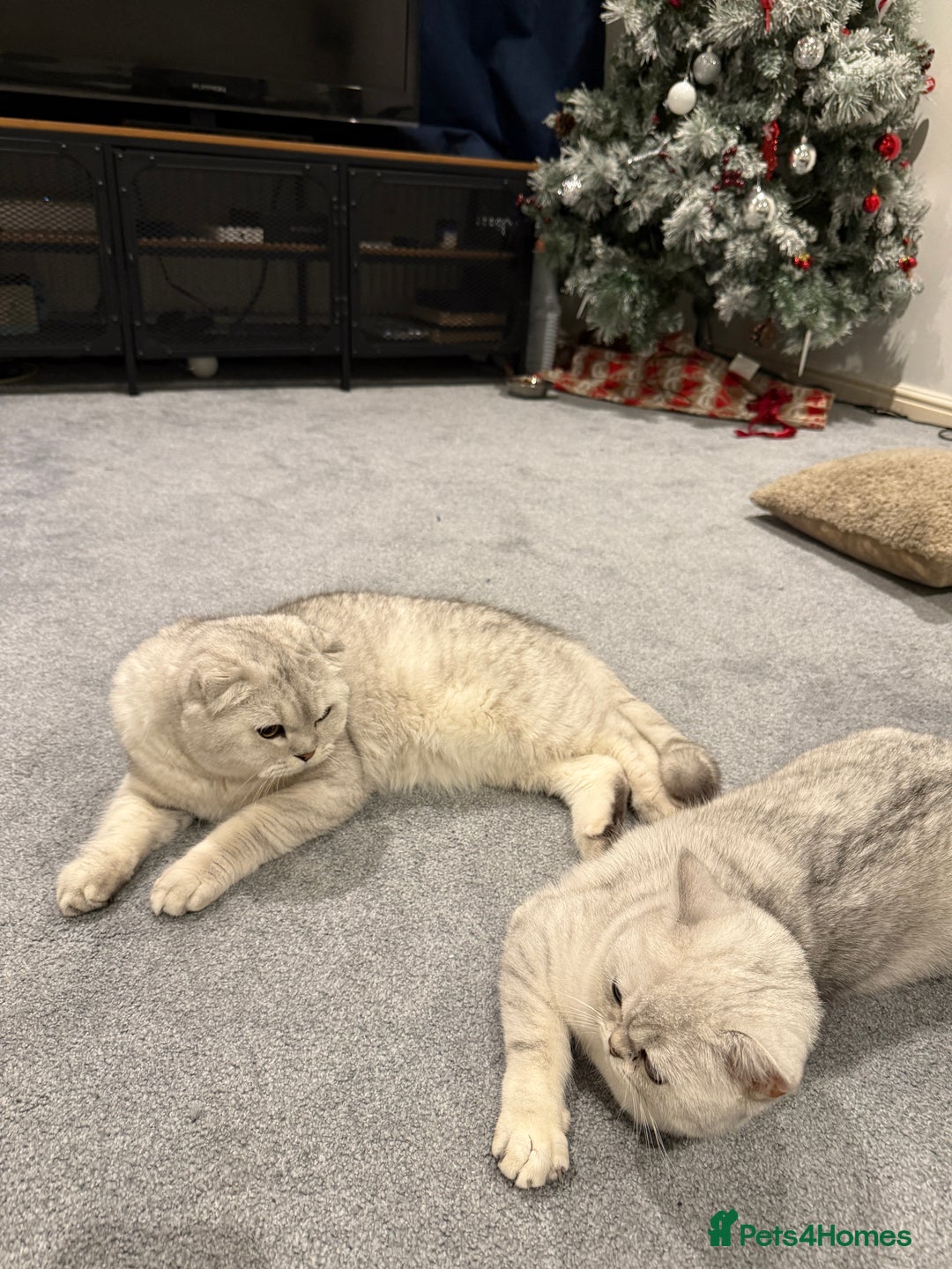 Scottish Fold cats for stud: Prada Stud ready for duties  - Advert 3