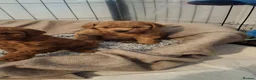 Toy Poodle dogs for sale: Toy poodle apricot boy  - Advert 2