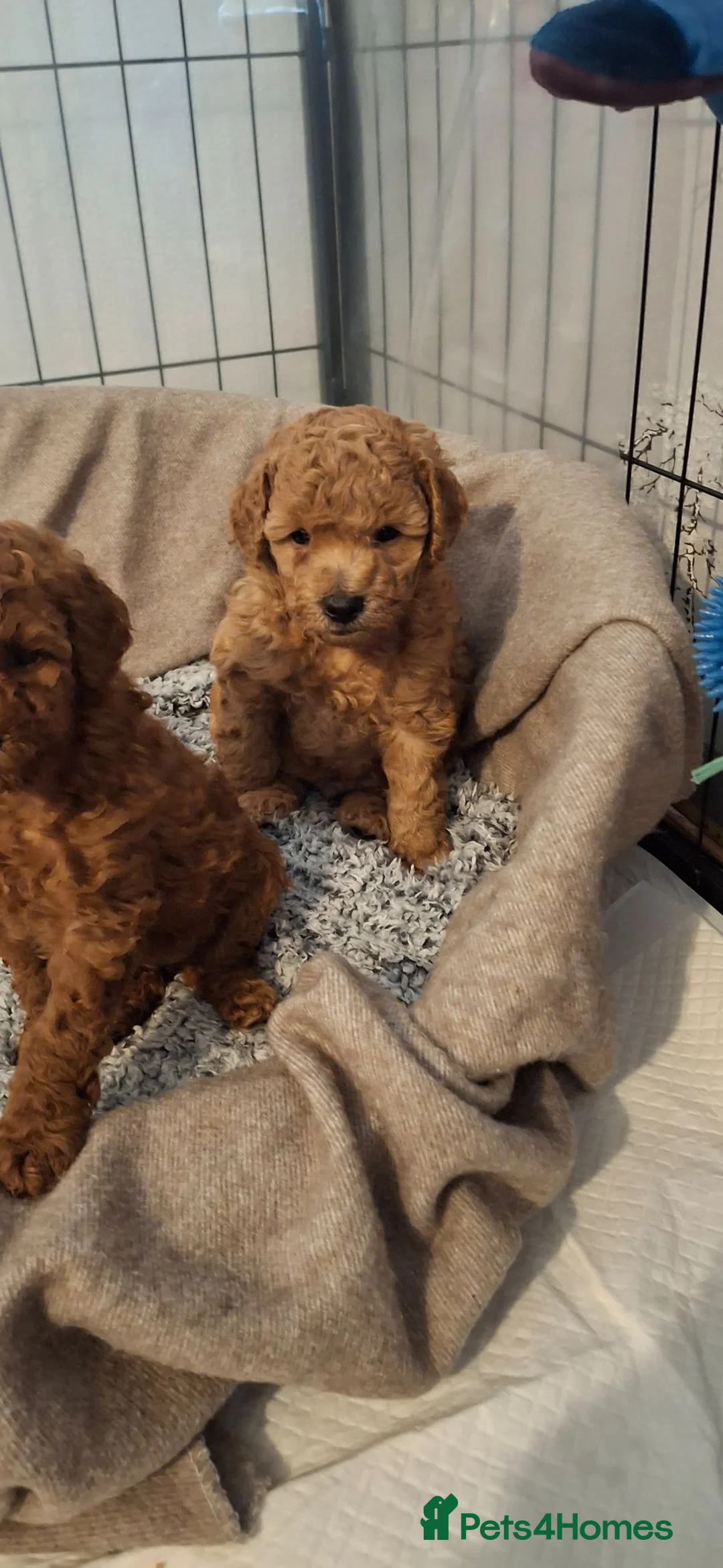 Toy Poodle dogs for sale: Toy poodle apricot boy  - Advert 2