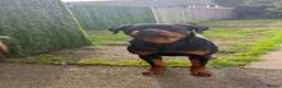 Rottweiler dogs for sale: Female Rottweiler  - Advert 3