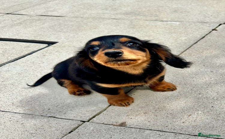 Dachshund dogs - Advert 1