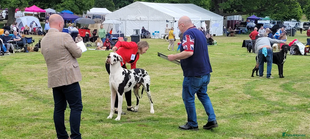 Great Dane dogs for stud: Great Dane for Stud in Bathgate - Advert 27