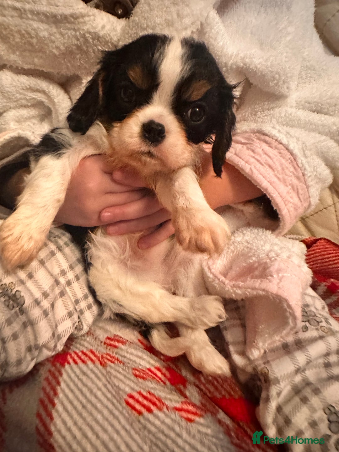 Cavalier King Charles Spaniel dogs for sale: Cavalier King Charles puppy’s  - Advert 29