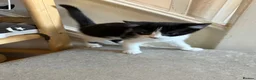 Mixed Breed cats for sale: Little princess — waiting for her special person!  - Advert 13