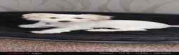 Bichon Frise dogs for sale: Bichon Frise -1 male  - Advert 4