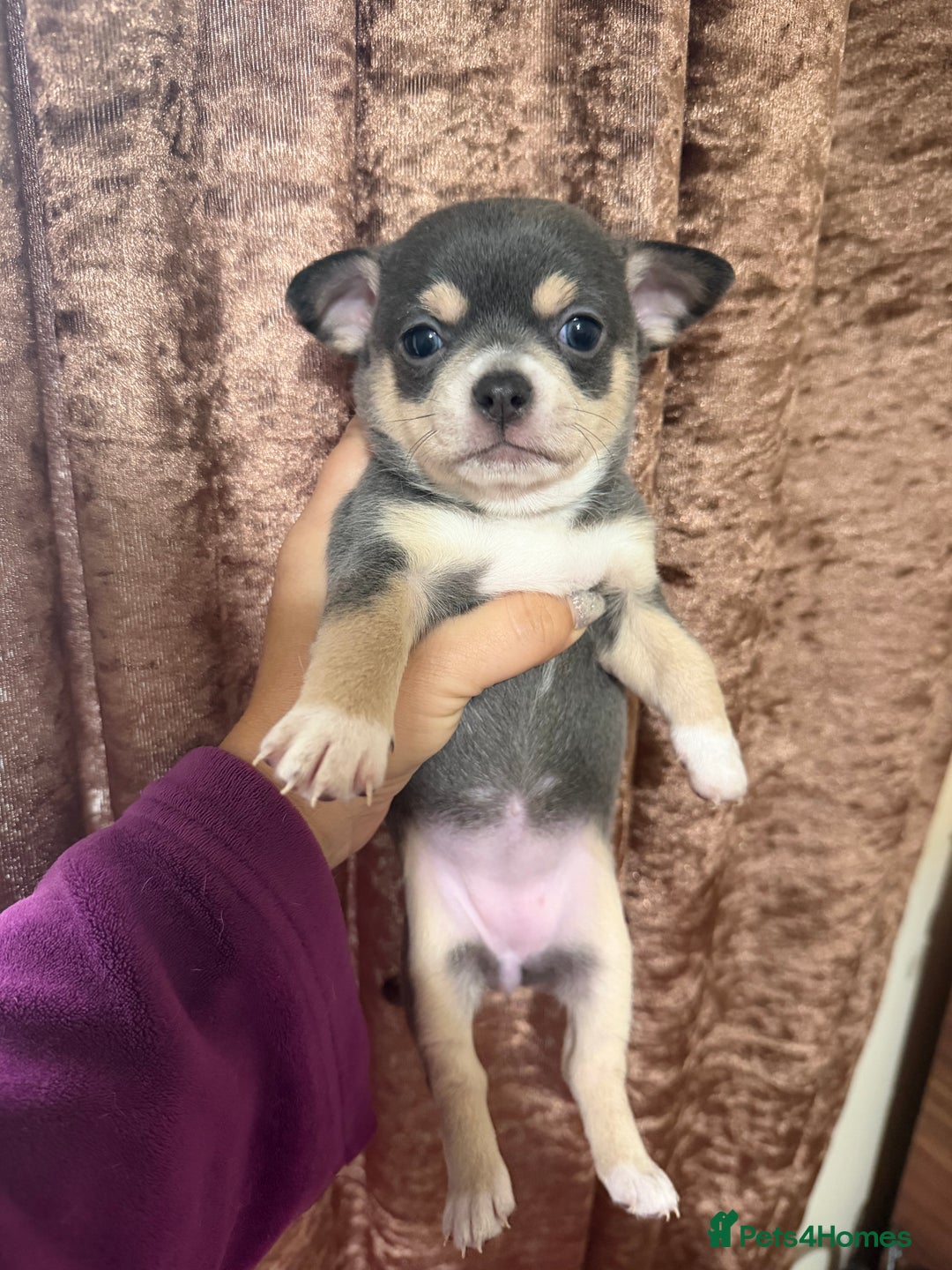 Chihuahua dogs for sale: Chihuahua pups - Advert 10