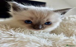 Ragdoll cats for sale: Beautiful ragdoll babies 🩷🩷🩵🩵 - Image 7