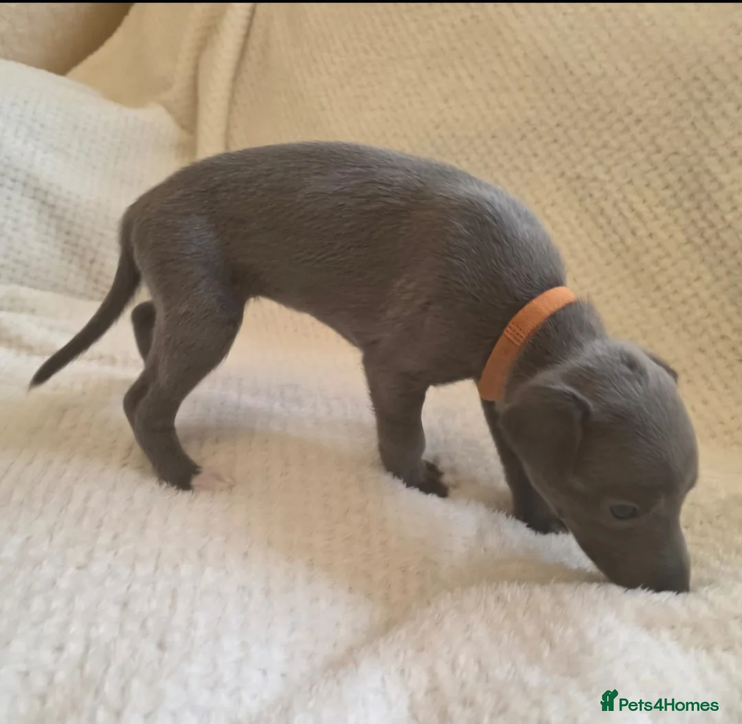 Whippet dogs for sale:  Beautiful blue whippet pups ror sale - Advert 13