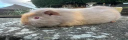 Guinea Pig rodents for sale: Handsome Swiss boars (boys) - Advert 1