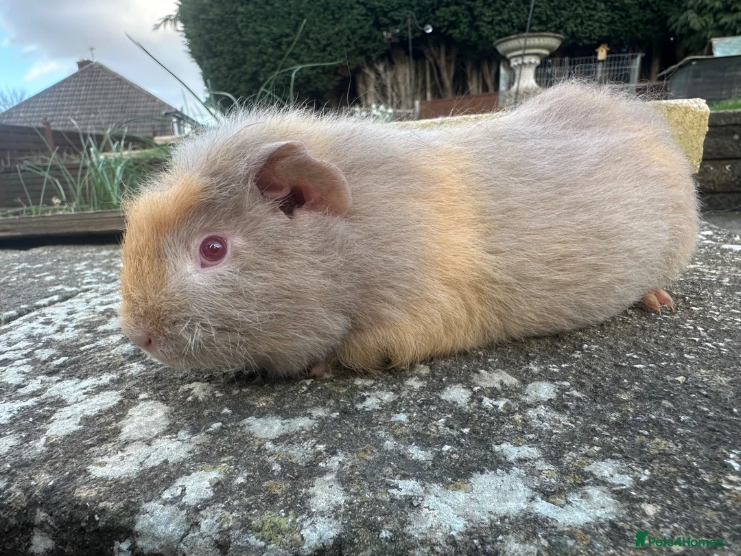 Guinea Pig rodents for sale: Handsome Swiss boars (boys) - Advert 1