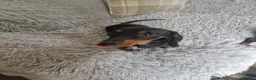 Dachshund dogs for sale: 2 REMAINING KC standard dachshunds - Advert 5
