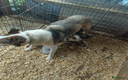 Border Collie dogs for sale: Border Collie Puppies  - Image 5