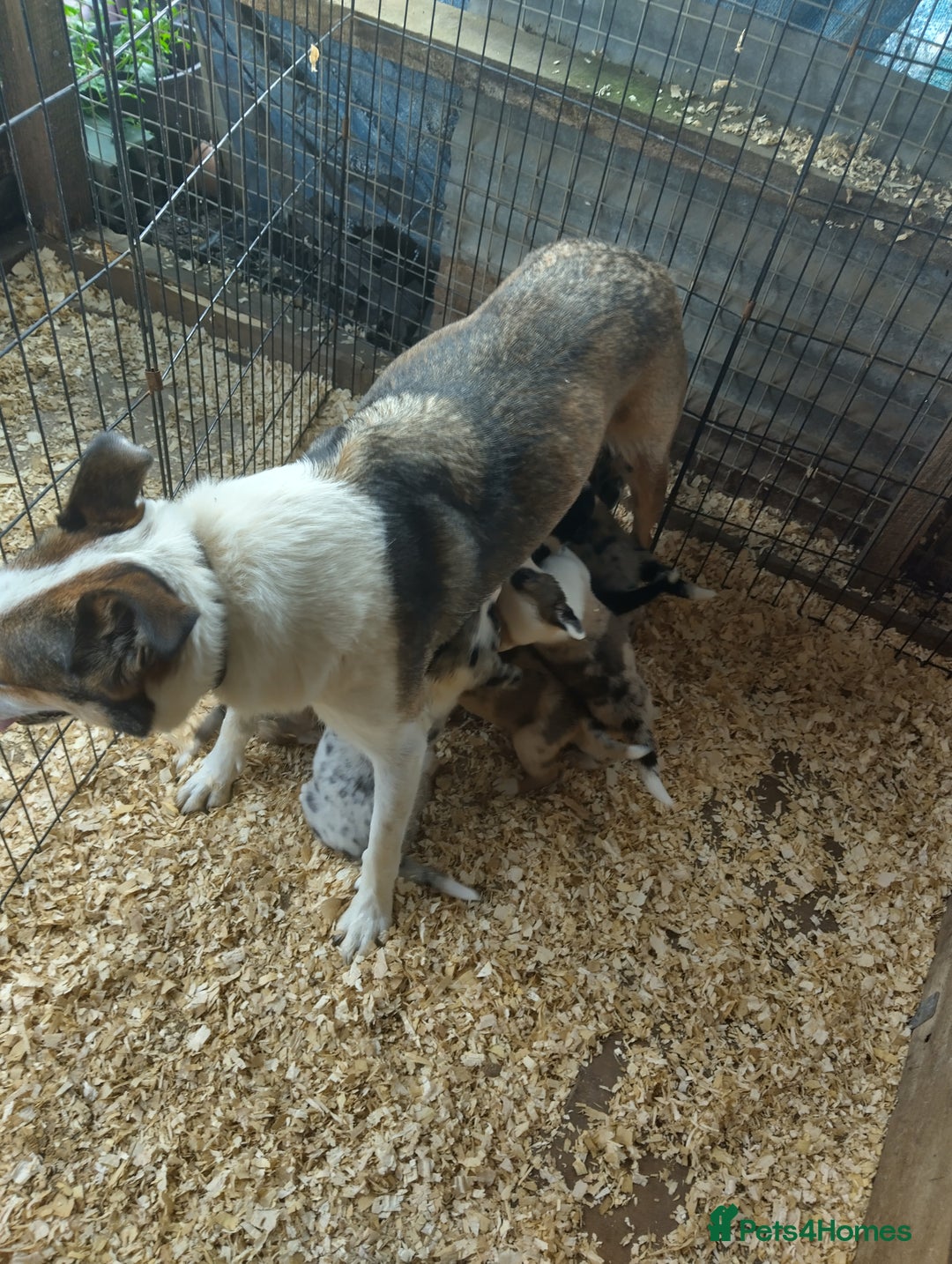 Border Collie dogs for sale: Border Collie Puppies  - Image 5