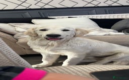 Golden Retriever dogs for sale: Golden retriever puppy  - Image 5