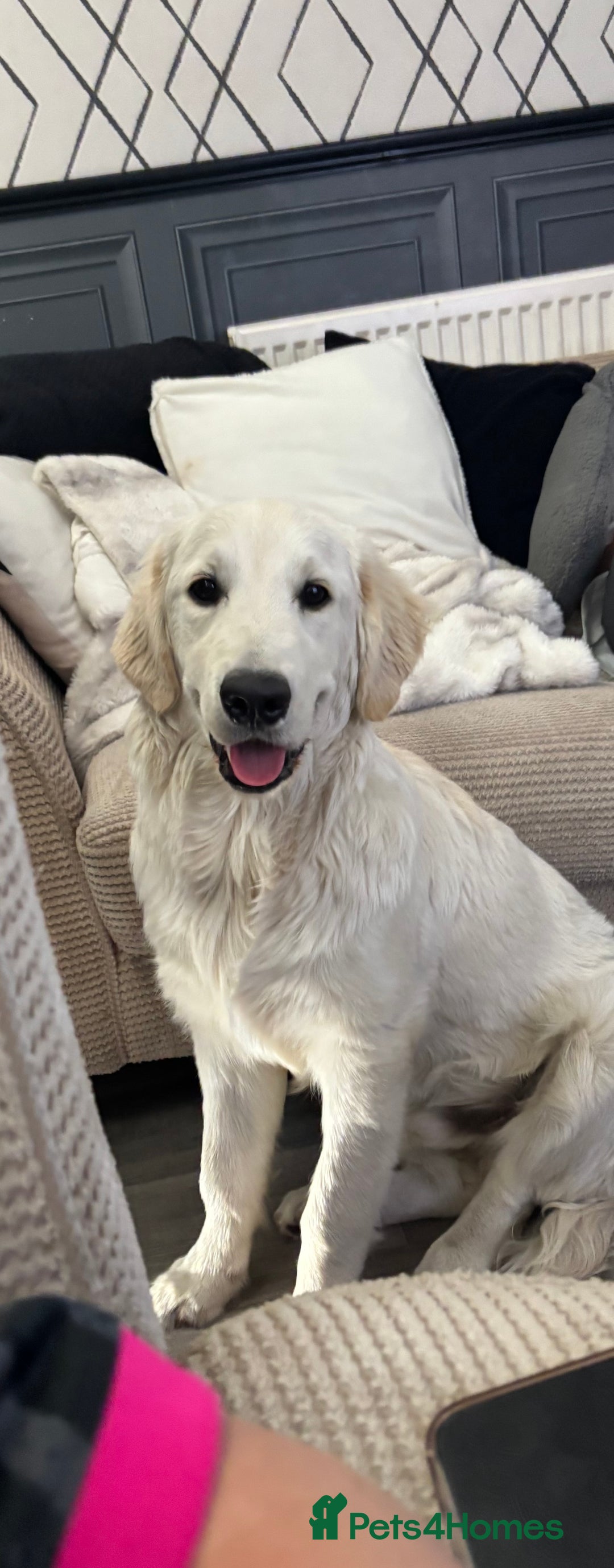 Golden Retriever dogs for sale: Golden retriever puppy  - Image 5