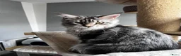 Maine Coon cats for sale: Beautiful Maine coon kittens  - Advert 5