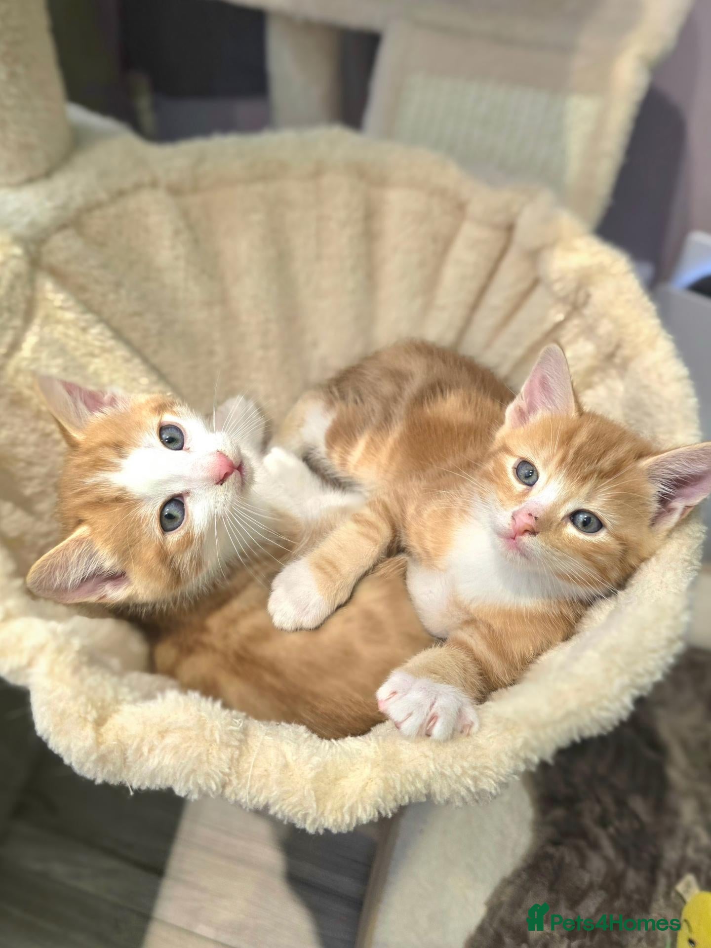 Mixed Breed cats 2 x beautiful ginger/beige boy kittens 🐱🐱❤️ - Advert 2