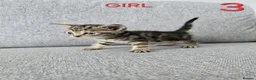 Mixed Breed cats for sale: Adorable kittens - Advert 8
