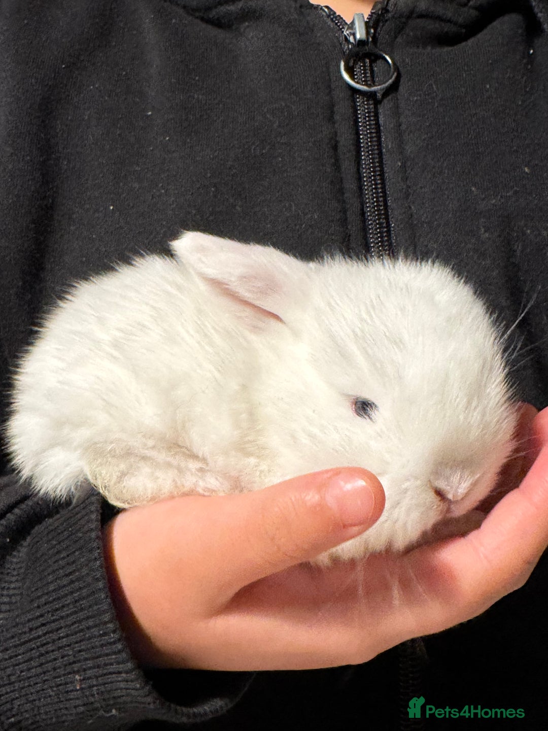 Mini Lop rabbits for sale: One beautiful mini lop left  - Advert 3