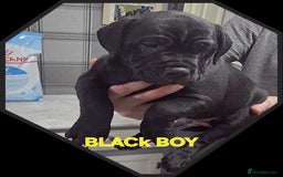 Staffordshire Bull Terrier dogs for sale: Staffordshire Bull Terrier Puppies 2Boys Available - Advert 9