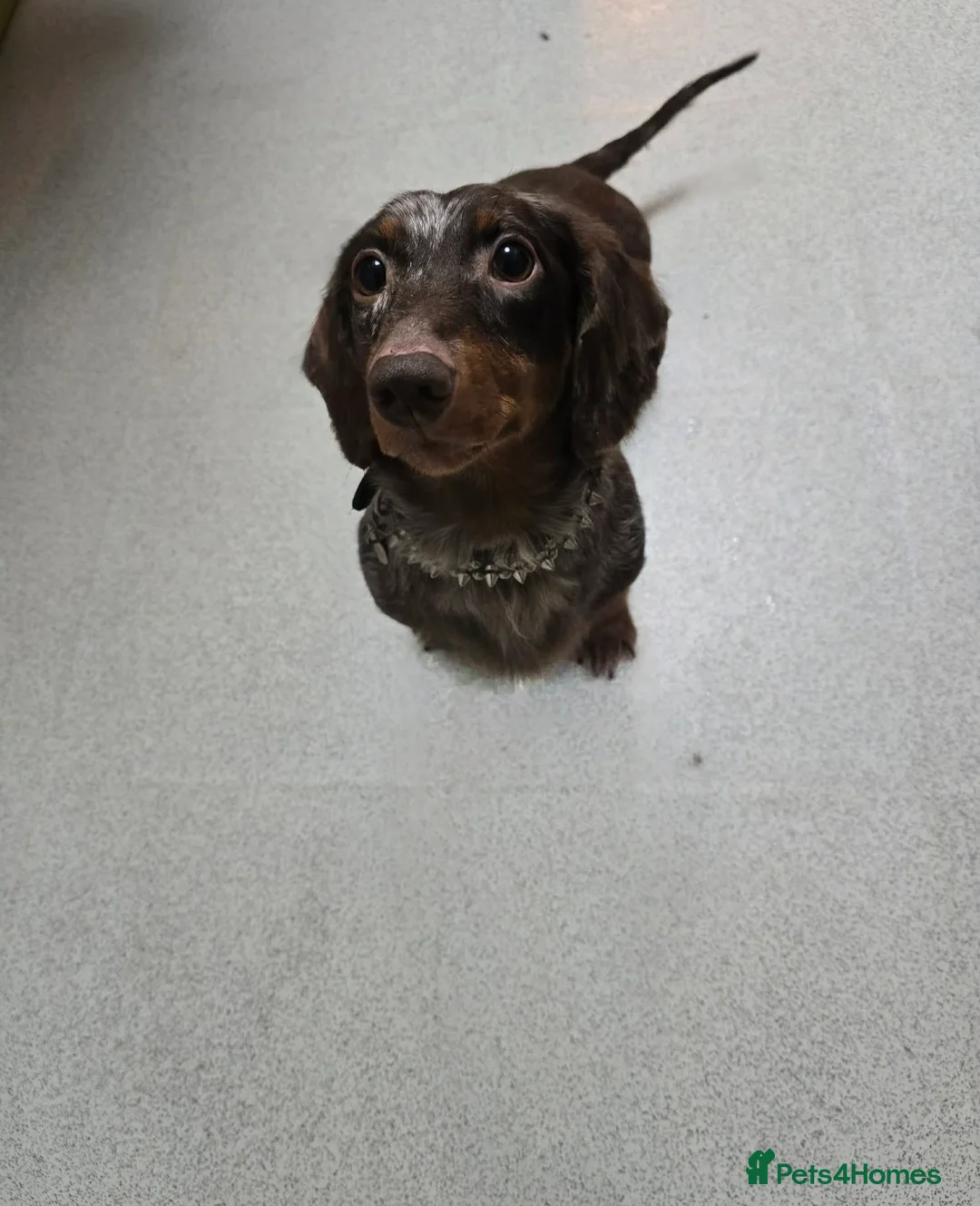 Dachshund dogs for sale: Ready Now ! KC Standard Dachshund puppies!  - Advert 29