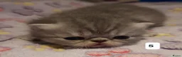 Persian cats for sale: GCCF Registered Persian kitten. - Advert 4