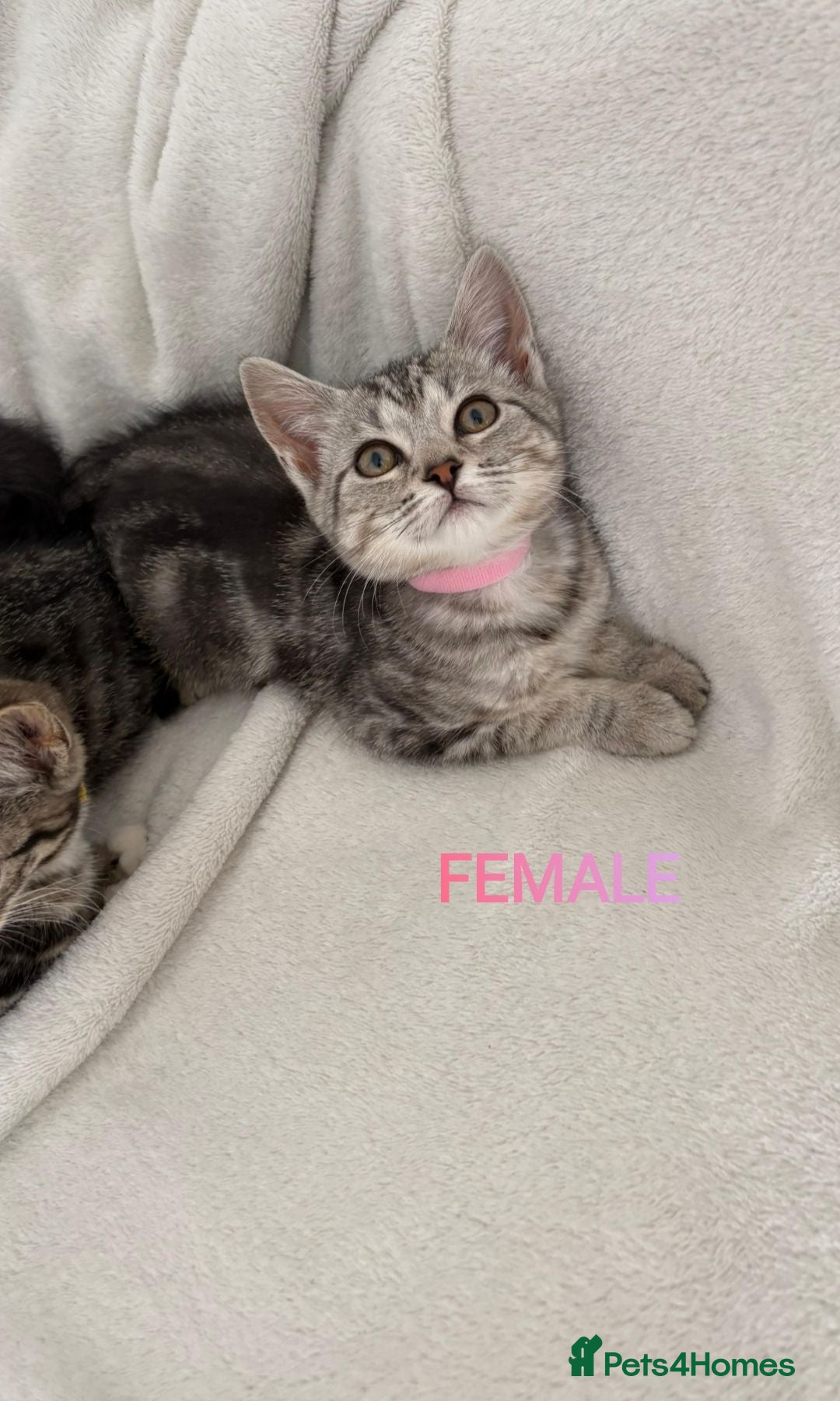 Mixed Breed cats 4 Lovely Kittens Ready To Join Your Family Today😻 - Advert 2