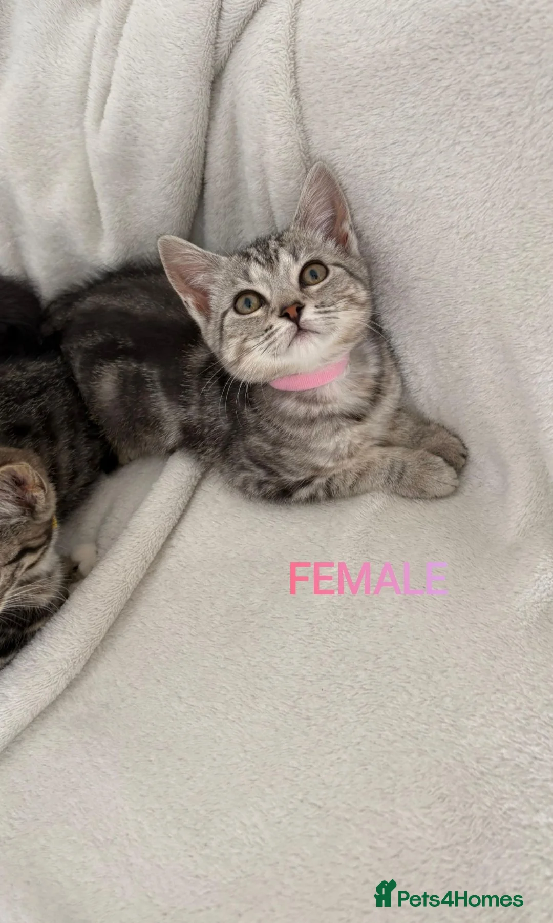 Mixed Breed cats for sale: 4 Lovely Kittens Ready To Join Your Family Today😻 - Advert 2
