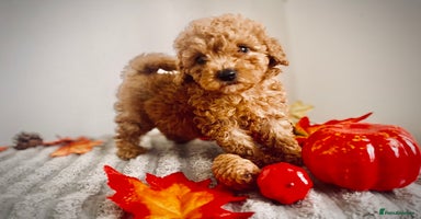 Maltipoo dogs - Advert 10