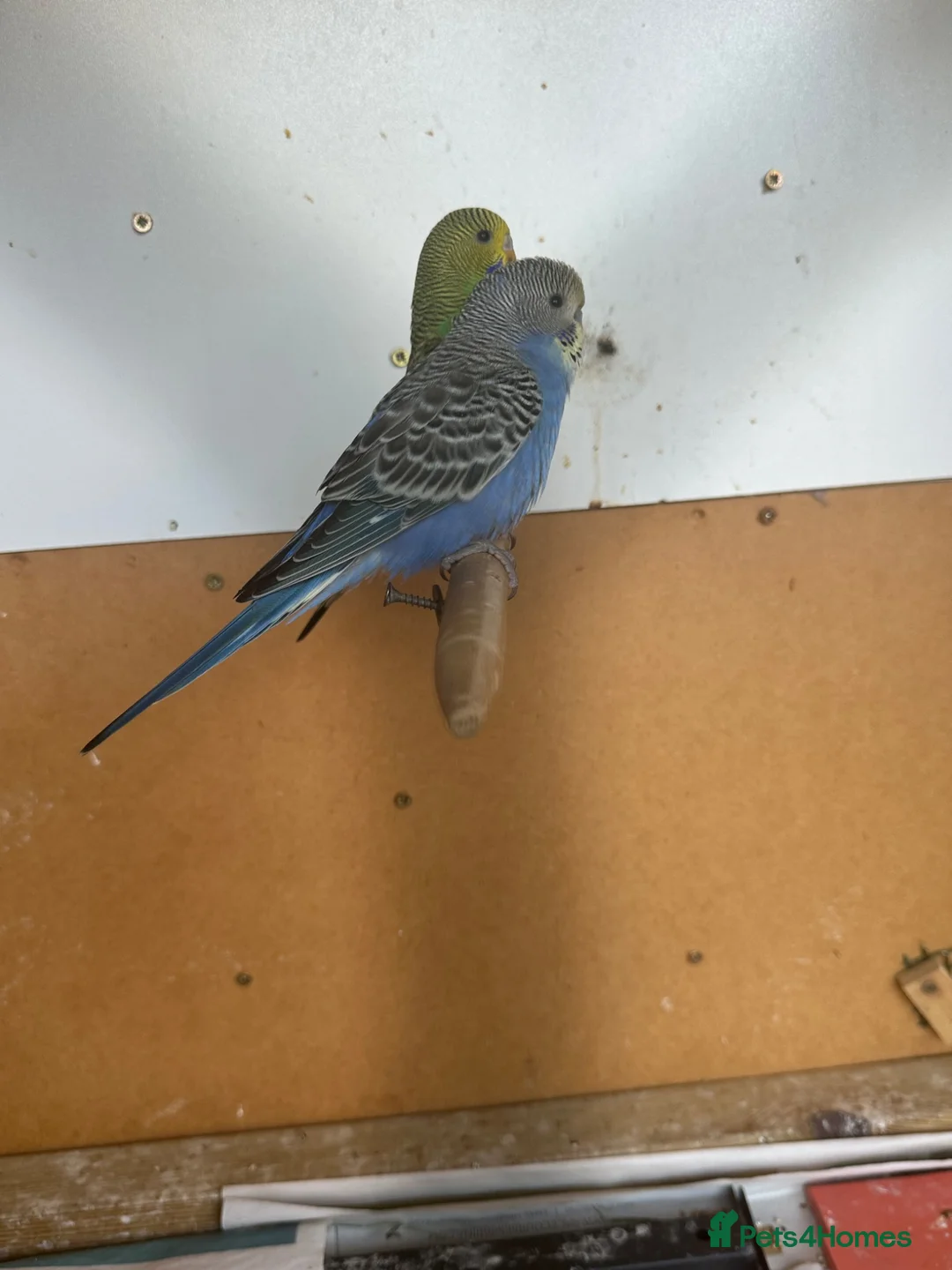 Budgerigars birds for sale: Lovely baby budgies - Advert 10