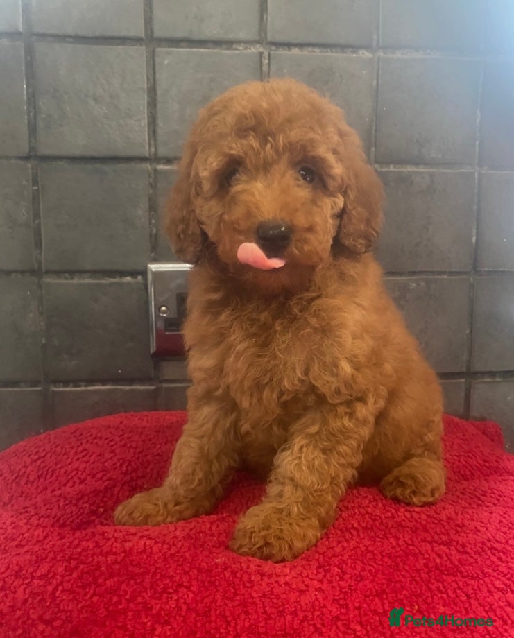 Miniature Poodle dogs Stunning Fox Red Minature Poodle Pups  - Advert 11