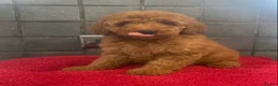 Miniature Poodle dogs for sale: Stunning Fox Red Minature Poodle Pups  - Advert 14