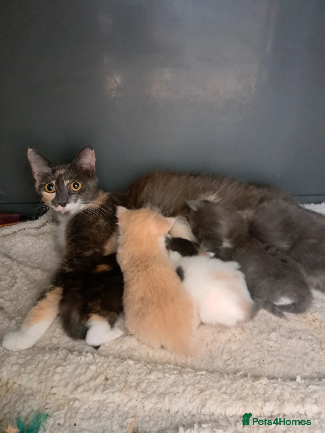 Ragdoll cats for sale: Rainbow litter ragdoll cross Turkish angora - Advert 15