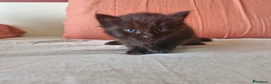 🖤 Black Fluffy Boy 