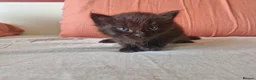 Mixed Breed cats for sale: ✨ Stunning Ragdoll x British Shorthair Kittens ✨ - Advert 11