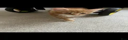 Mixed Breed cats for sale: Beautiful ginger boy looking for his forever home - Advert 1