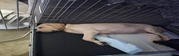 Mixed Breed dogs for sale: Lab Cross weimaraner  - Advert 13