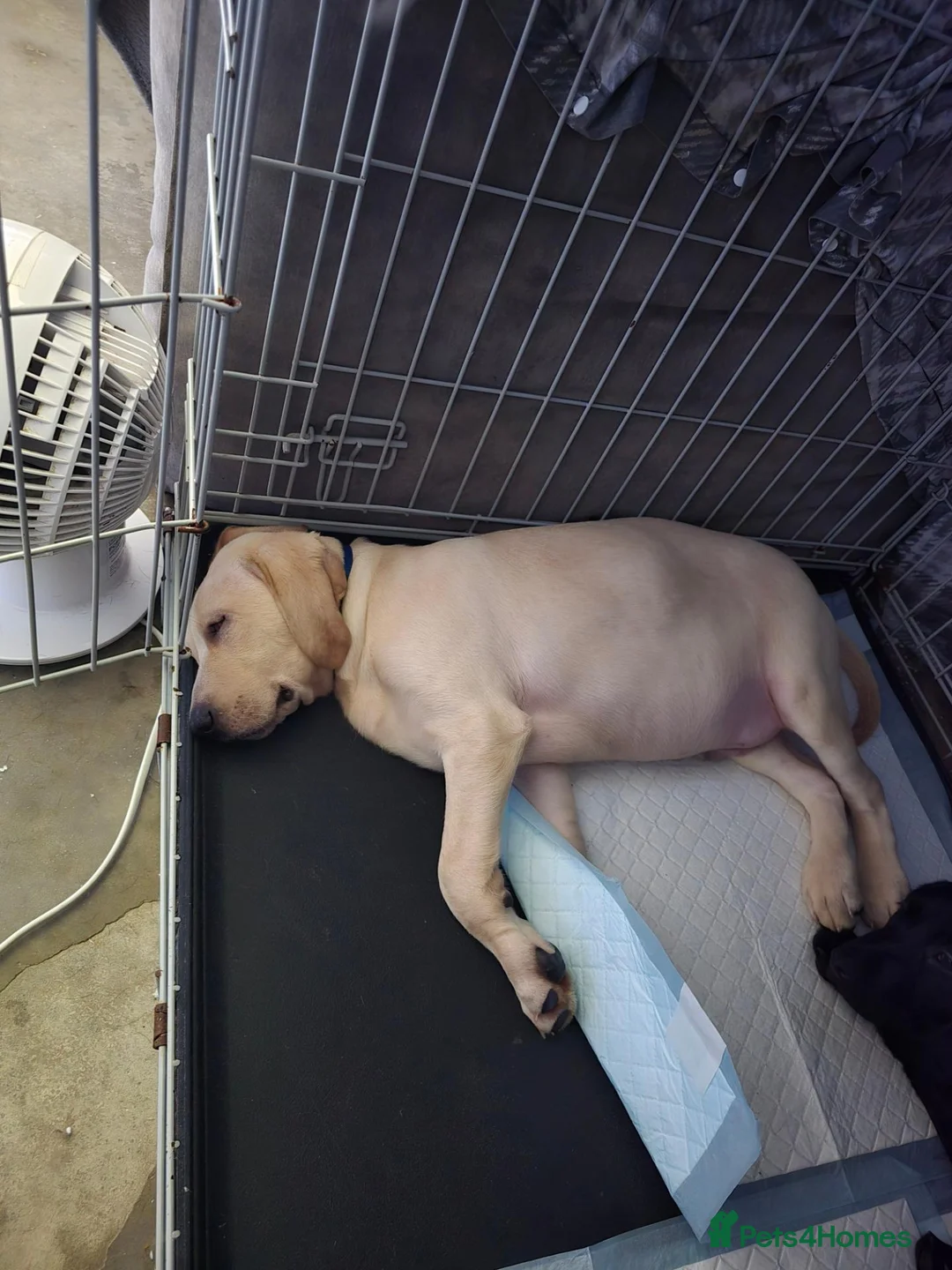 Mixed Breed dogs for sale: Lab Cross weimaraner  - Advert 13