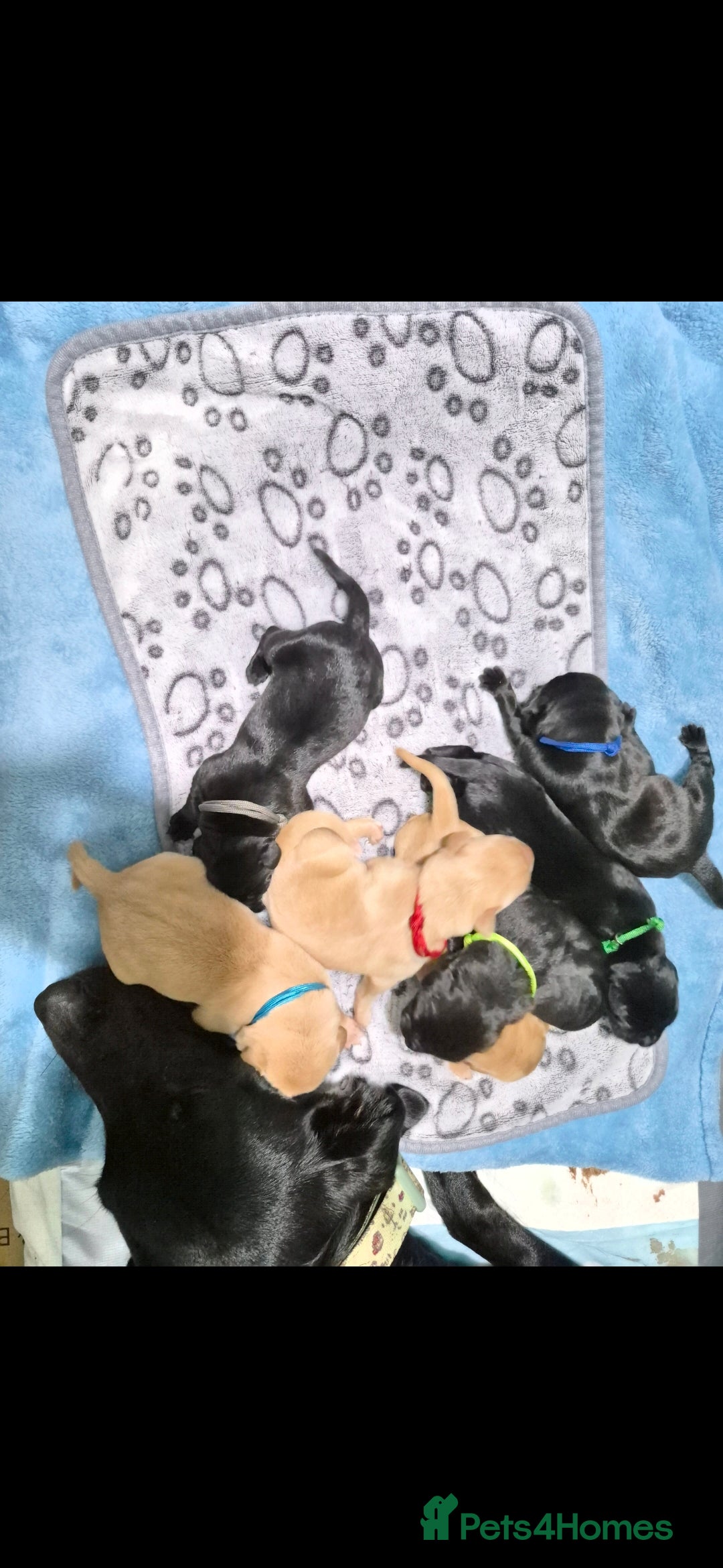 Labrador Retriever dogs for sale: Labrador retriver black and fox red puppies - Advert 16