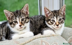 Domestic Shorthair cats for sale: Sweet Kittens *ready now* - Image 15
