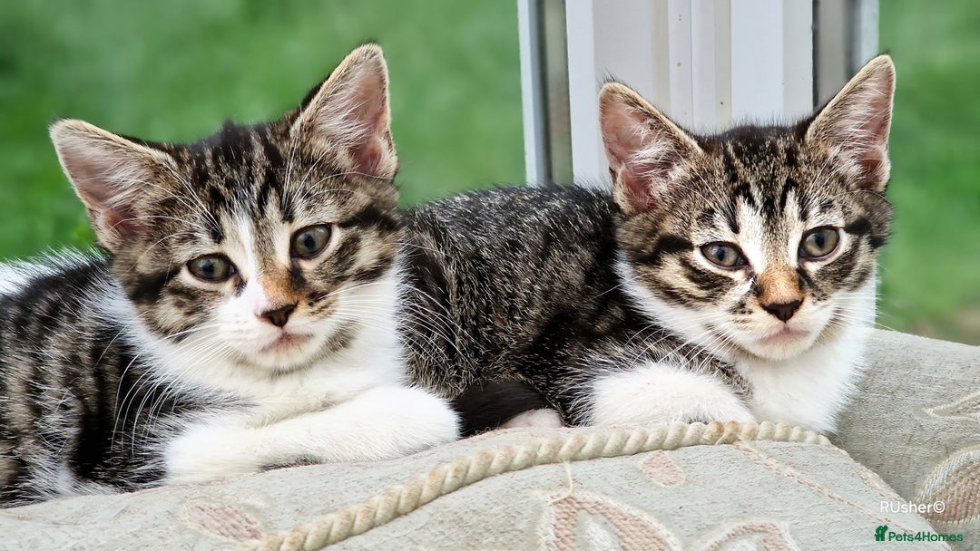 Domestic Shorthair cats for sale: Sweet Kittens *ready now* - Image 15