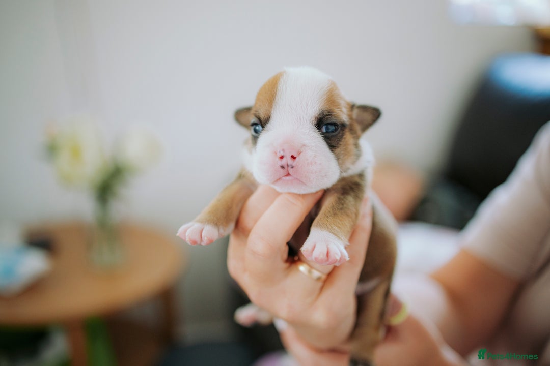 English Bulldog dogs for sale: Stunning litter of  English bulldog puppies - Image 6
