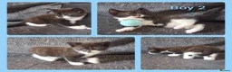 British Longhair cats for sale: 3 Beautiful Playful Tuxedo Kittens (2 Boys 1 Girl) in Ilminster - Advert 4