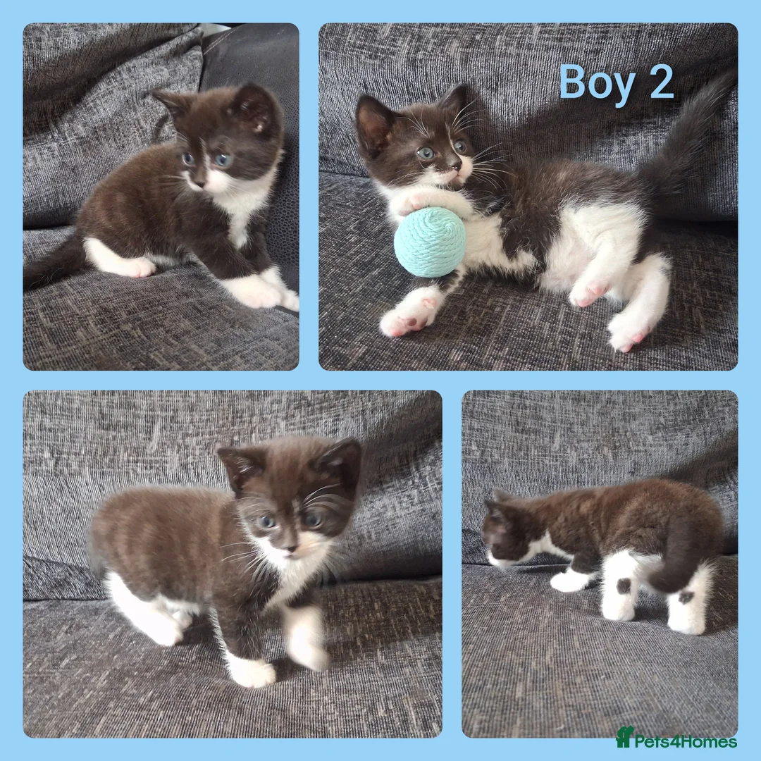British Longhair cats for sale: 3 Beautiful Playful Tuxedo Kittens (2 Boys 1 Girl) in Ilminster - Advert 4