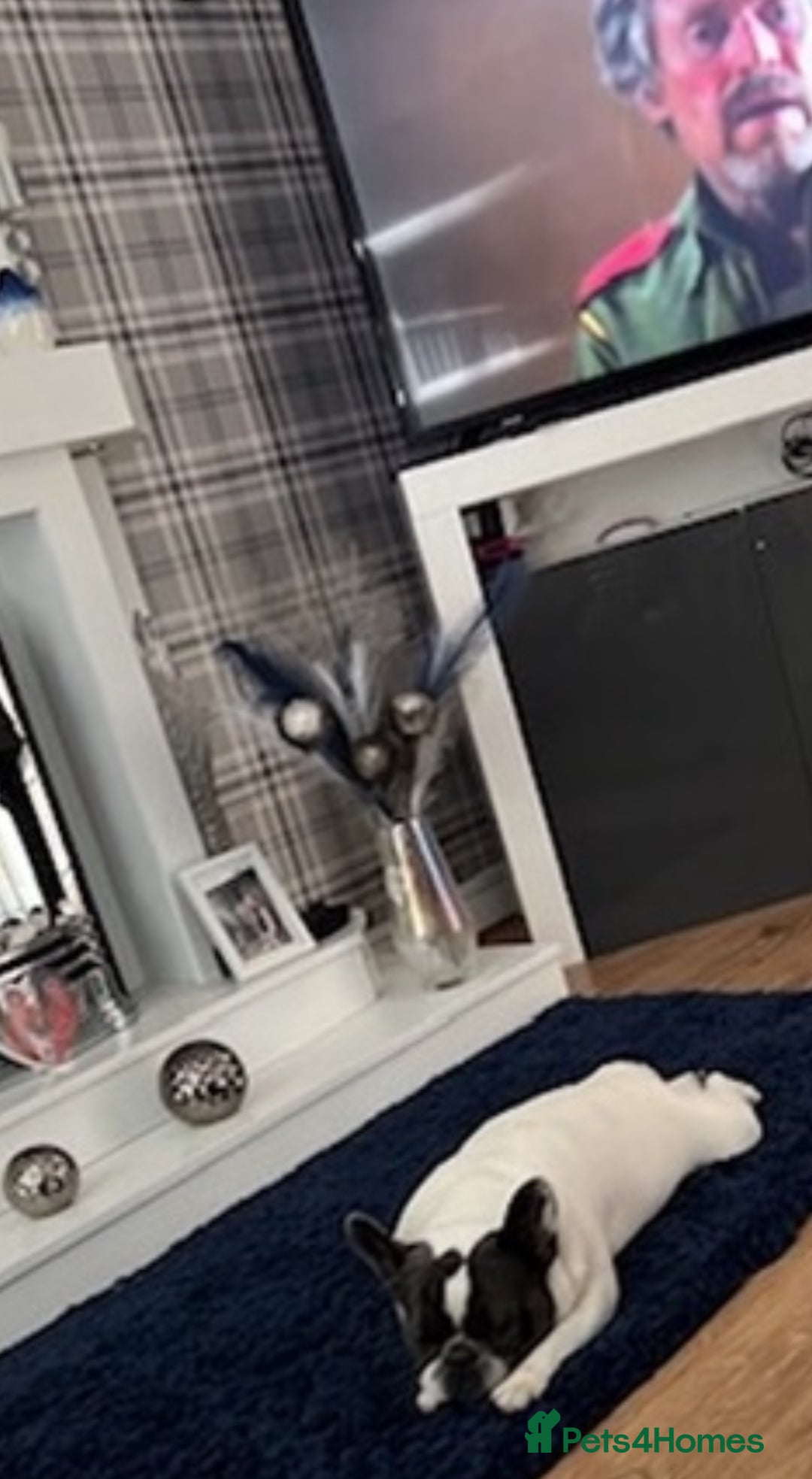 French Bulldog dogs for sale: French bulldog  - Advert 6