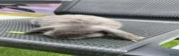 Dwarf Lop rabbits for sale: Dwarf Lop Rabbits for sale - Advert 3