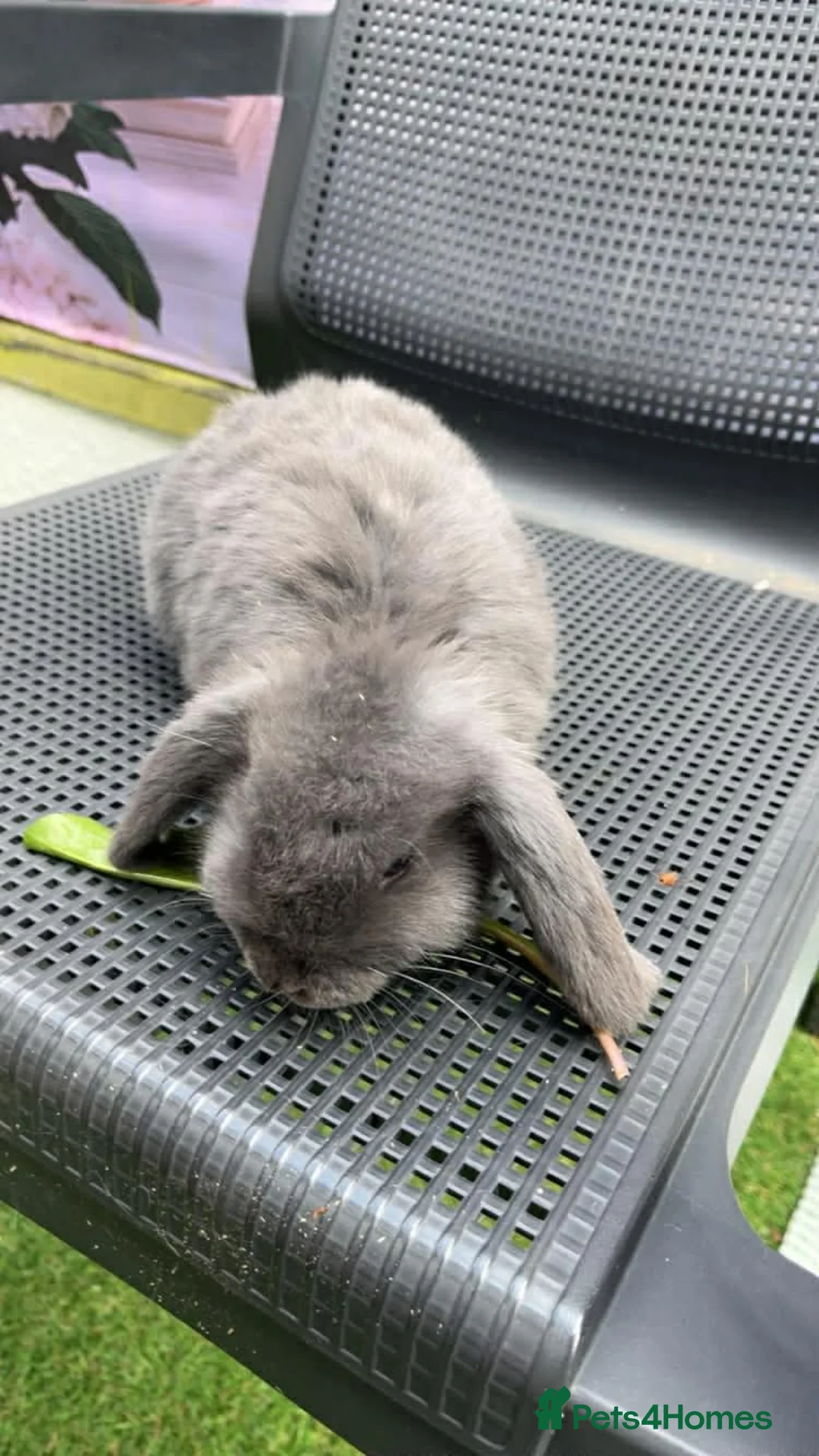 Dwarf Lop rabbits for sale: Dwarf Lop Rabbits for sale - Advert 3