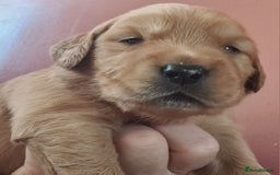 Golden Retriever dogs for sale: Golden Retriever puppies - Image 2